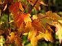 Acer cappadocicum Rubrum Herbst